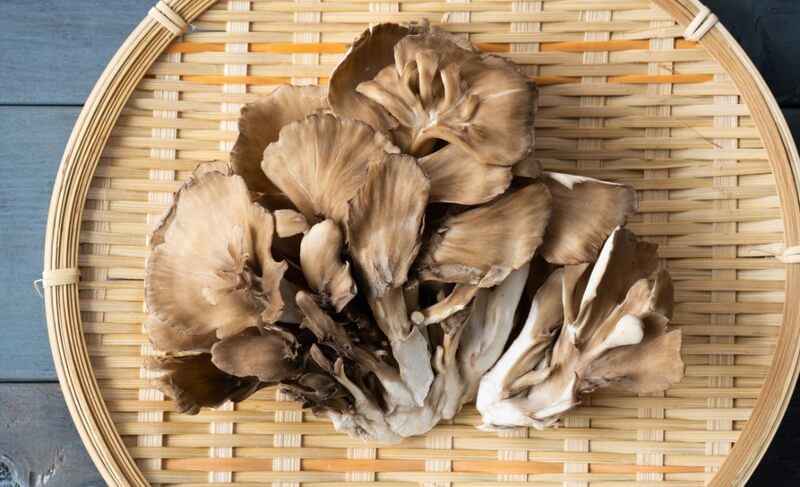 nam maitake 3 d1963662a8