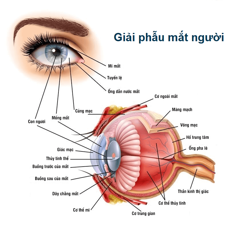 cau tao mat phai 1