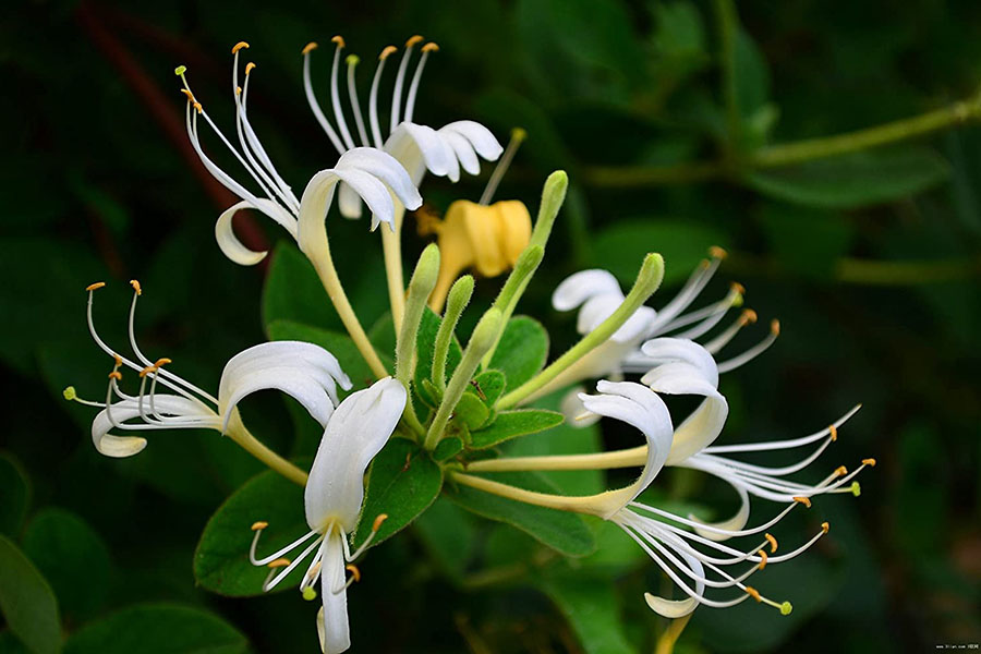 Kim ngan hoa honeysuckle