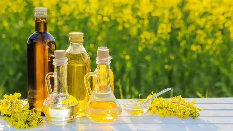 dau hat cai canola oil la gi dau hat cai co tot khong noi mua gia ban.2.jpg