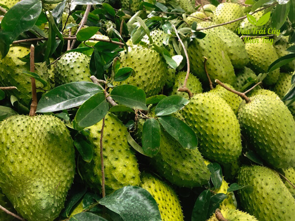 mang cau xiem vua trai cay mien tay