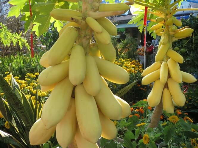 10 48 23 2 du du vng mu sc tuoi dep tuong trung cho ti loc 1